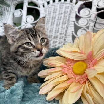 Domestic Short Hair Cats Available for Adoption in Eaton Rapids, Michigan - Pipsqueak Oval  56003 | PetCurious