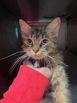 Domestic Medium Hair and Domestic Short Hair Cats Available for Adoption - FIG | PetCurious