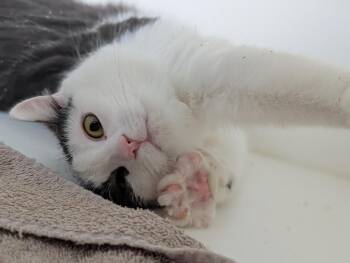 Franklin -  Domestic Short Hair Cat for Adoption in Greenfield, Indiana - Franklin | PetCurious