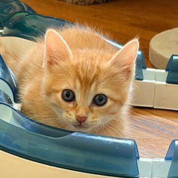 Nailah -  Domestic Medium Hair Cat for Adoption in Franklin, Tennessee - Nailah | PetCurious