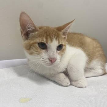 Cheese -  Domestic Short Hair Cat for Adoption in Chattanooga, Tennessee - Cheese | PetCurious