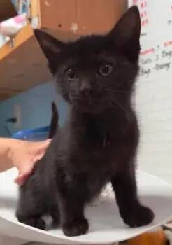 Ever -  Domestic Short Hair Cat Available for Adoption in Dale City, Virginia - Ever | PetCurious
