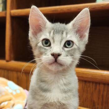 Monty -  Domestic Short Hair Cat for Adoption in Irvine, California - Monty | PetCurious