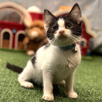 Domestic Short Hair Cats Available for Adoption in Muncie, Indiana - Jersey | PetCurious