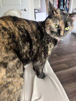 Tortoiseshell Cats Available for Adoption in Blaine, Minnesota - Puddles | PetCurious