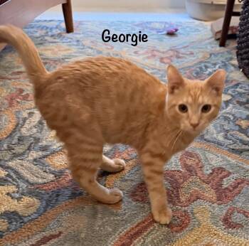 Georgie -  Domestic Short Hair Cat for Adoption in Leesburg, Virginia - Georgie | PetCurious