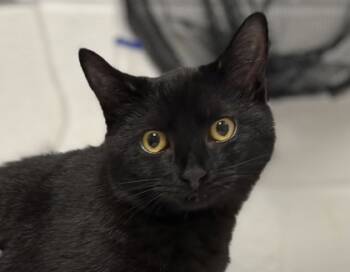 Rescue Domestic Short Hair Cats for Adoption in Virginia Beach, Virginia - Fiona | PetCurious