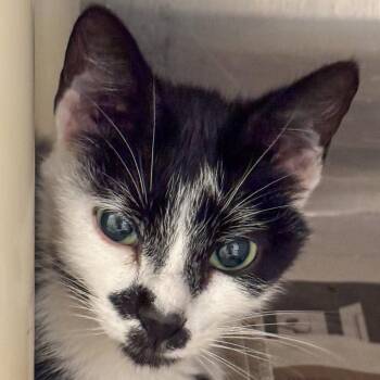 Jasmine -  Domestic Short Hair Cat for Adoption in Kennebunk, Maine - Jasmine | PetCurious
