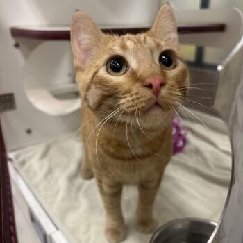 Miskwa -  Domestic Short Hair Cat for Adoption in Cheyenne, Wyoming - Miskwa | PetCurious