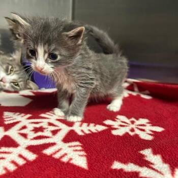 Domestic Short Hair Cats Available for Adoption in Knoxville, Tennessee - A-Train | PetCurious