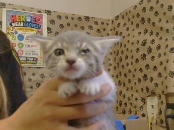ANASAZI -  Domestic Short Hair Cat for Adoption in Sacramento, California - ANASAZI | PetCurious