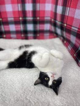 Domestic Short Hair Cats Available for Adoption - Twyla | PetCurious