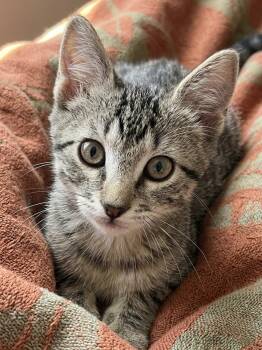 Hans Solo -  Domestic Short Hair Cat for Adoption in Allen, Texas - Hans Solo | PetCurious