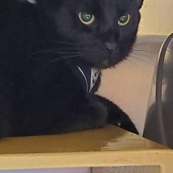 Pip -  Domestic Short Hair Cat for Adoption in Muncie, Indiana - Pip | PetCurious