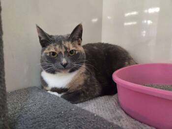 Rescue Domestic Short Hair Cats for Adoption in Wyoming, Michigan - Devine | PetCurious