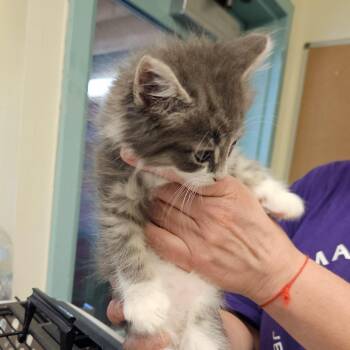 Dory -  Domestic Short Hair Cat for Adoption in Port Townsend, Washington - Dory | PetCurious