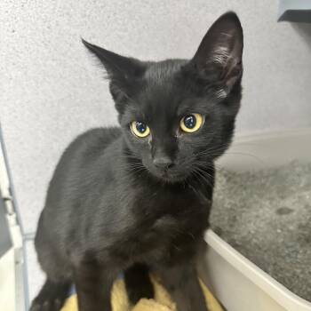 Blossom -  Domestic Short Hair Cat for Adoption in Evansville, Indiana - Blossom | PetCurious