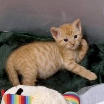 Tina 28 -  Domestic Short Hair Cat for Adoption in Austin, Texas - Tina 28 | PetCurious