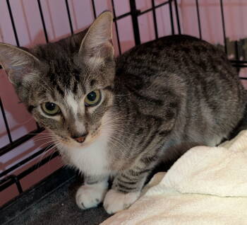 Rescue Domestic Short Hair Cats for Adoption in Pompano Beach, Florida - Tiger | PetCurious