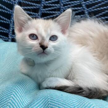 Cottontail -  Domestic Short Hair Cat for Adoption in Long Beach, California - Cottontail | PetCurious