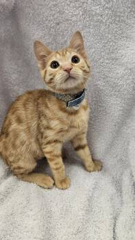Flint -  Domestic Short Hair Cat for Adoption in Antioch, California - Flint | PetCurious