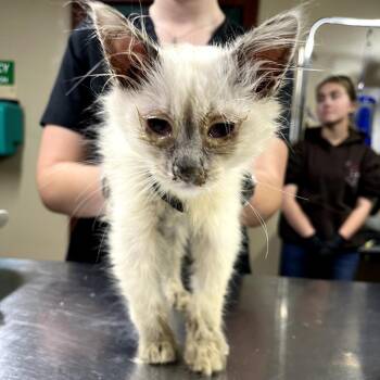 Domestic Long Hair Cats Available for Adoption in Pauls Valley, Oklahoma - Frittata | PetCurious