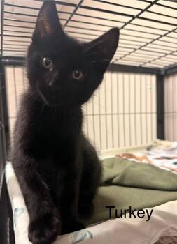 Turkey -  Domestic Short Hair Cat for Adoption in Blountville, Tennessee - Turkey | PetCurious