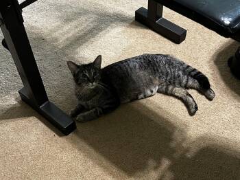 Genuine Risk -  Tabby and Domestic Short Hair Cat for Adoption in Georgetown, Kentucky - Genuine Risk | PetCurious