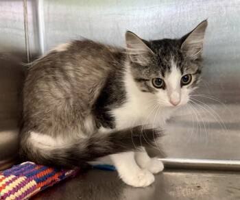 KIT KAT -  Domestic Short Hair Cat for Adoption in Kalamazoo, Michigan - KIT KAT | PetCurious