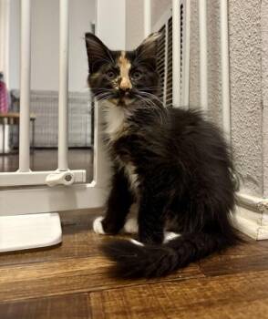 Angela (pre adopt) -  Domestic Long Hair and Domestic Short Hair Cat for Adoption in Fort Worth, Texas - Angela (pre Adopt) | PetCurious