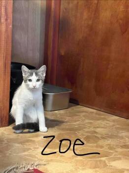 Zoe -  Domestic Short Hair Cat for Adoption in Johnson City, Tennessee - Zoe | PetCurious
