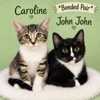 Caroline (FCID# 7/10/2026- 165) -  Domestic Short Hair Cat for Adoption in Greenville, Delaware - Caroline (FCID# 7/10/2026- 165) | PetCurious