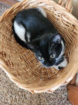 Domestic Medium Hair Cats Available for Adoption - Sweet Clover | PetCurious