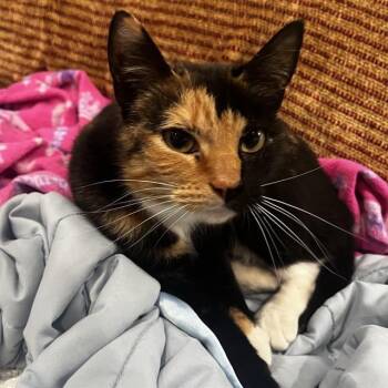 Domestic Short Hair Cats Available for Adoption - GWYNEVERE | PetCurious