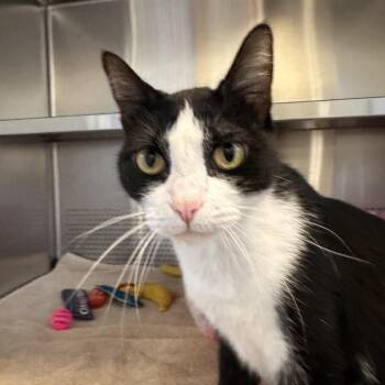 Artimis -  Domestic Short Hair Cat for Adoption in Sarasota, Florida - Artimis | PetCurious