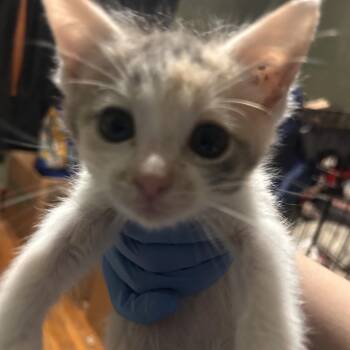AFL-Stray-18141_2 -  Domestic Short Hair Cat for Adoption in Spring Hill, Kansas - AFL-Stray-18141_2 | PetCurious