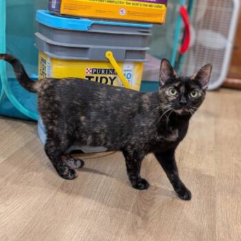 Griselda -  Domestic Short Hair Cat for Adoption in Gibsonia, Pennsylvania - Griselda | PetCurious