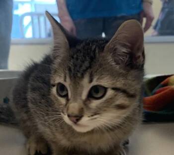 Evan -  Domestic Short Hair Cat for Adoption in Salinas, California - Evan | PetCurious