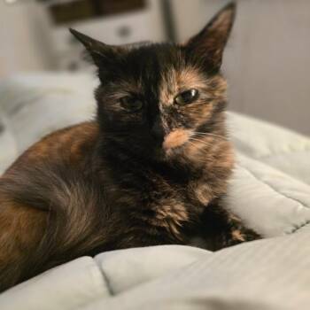 Domestic Short Hair Cats Available for Adoption in Woodinville, Washington - Mango | PetCurious