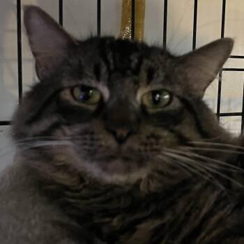 Maine Coon Cats Available for Adoption in Oakwood, Georgia - REGGIE ROYALTY! | PetCurious