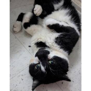 Domestic Short Hair Cats Available for Adoption in Hudson, Massachusetts - Goose , FIV+ | PetCurious