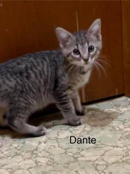 Dante -  Domestic Short Hair Cat for Adoption in Groveland, Massachusetts - Dante | PetCurious