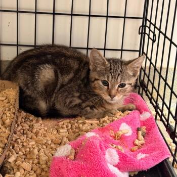 Supreme -  Domestic Short Hair Cat for Adoption in Lynchburg, Virginia - Supreme | PetCurious