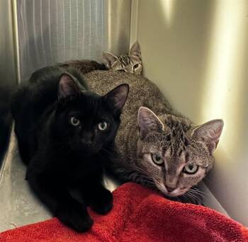 Rescue Domestic Short Hair Cats for Adoption in Barnstable, Massachusetts - COPPERHEAD | PetCurious