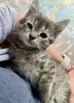 Amelia -  Domestic Short Hair Cat for Adoption in Decorah, Iowa - Amelia | PetCurious