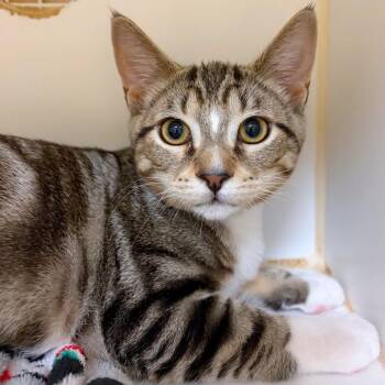Bluey -  Domestic Short Hair Cat for Adoption in Woodinville, Washington - Bluey | PetCurious