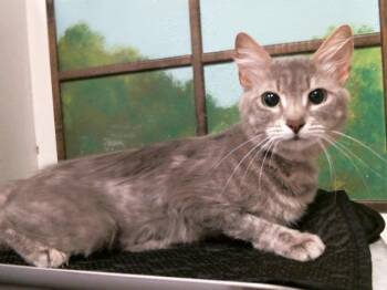 Domestic Short Hair Cats Available for Adoption in Houston, Texas - SAFIRA | PetCurious