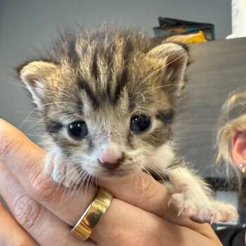 TUSC-Stray-85766 -  Domestic Short Hair Cat for Adoption in Tuscaloosa, Alabama - TUSC-Stray-85766 | PetCurious