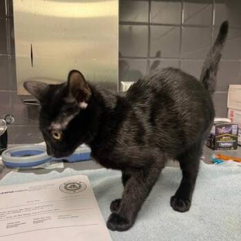 Jacy -  Domestic Short Hair Cat for Adoption in Fort Worth, Texas - Jacy | PetCurious