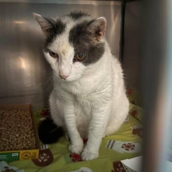 Domestic Medium Hair Cats Available for Adoption in Troy, Virginia - Joe | PetCurious
